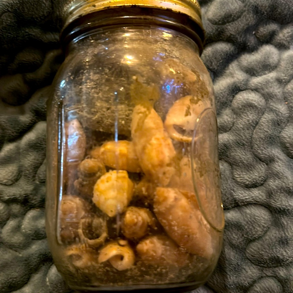 Jar of real shells!